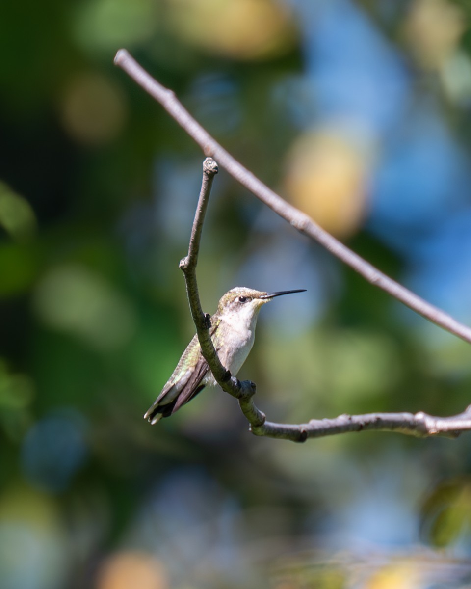 Ruby-throated Hummingbird - ML608838852
