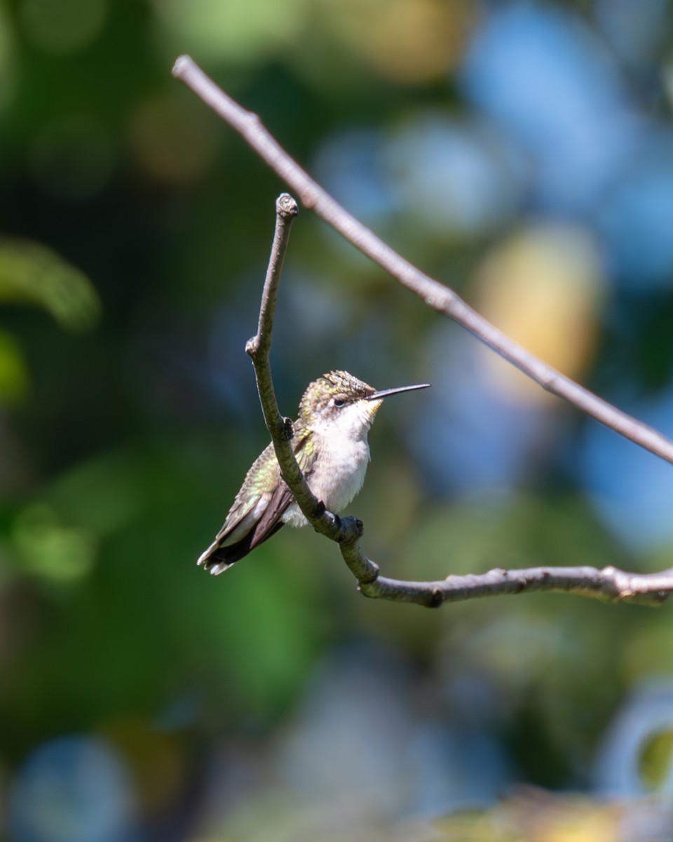 Ruby-throated Hummingbird - ML608838853
