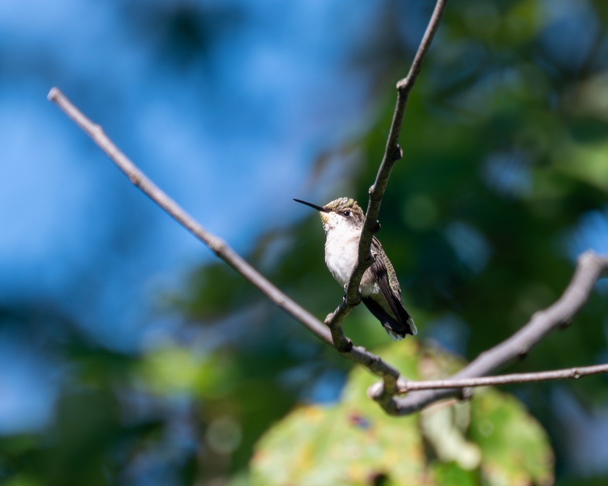 Ruby-throated Hummingbird - ML608838854