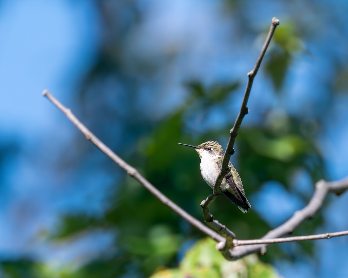 Ruby-throated Hummingbird - ML608838855