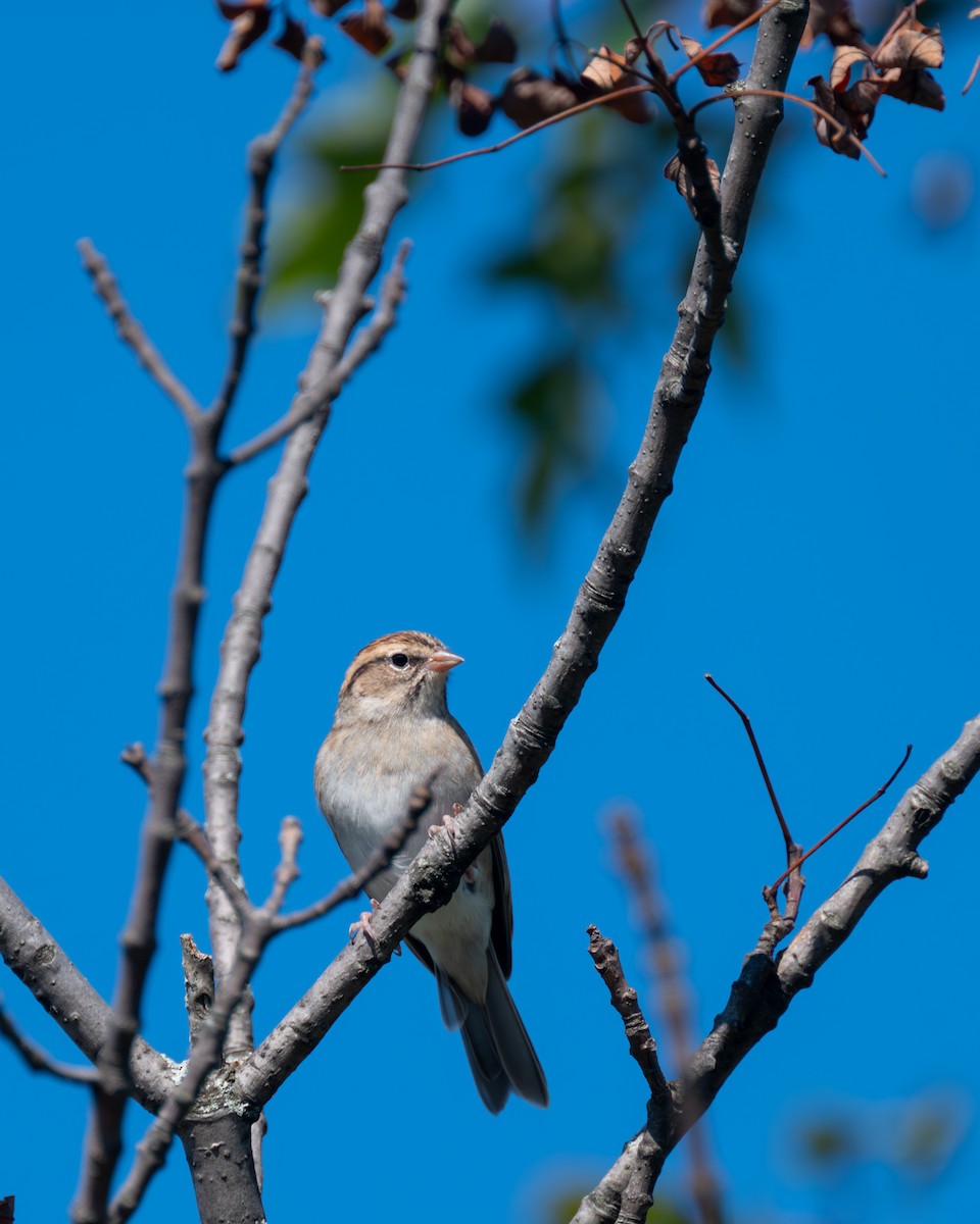 Chipping Sparrow - ML608838864