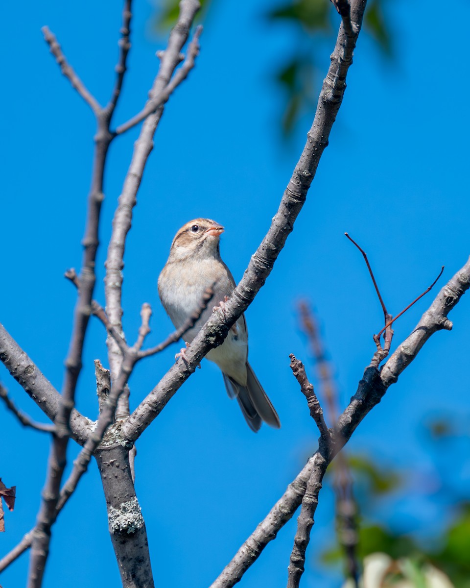 Chipping Sparrow - ML608838865