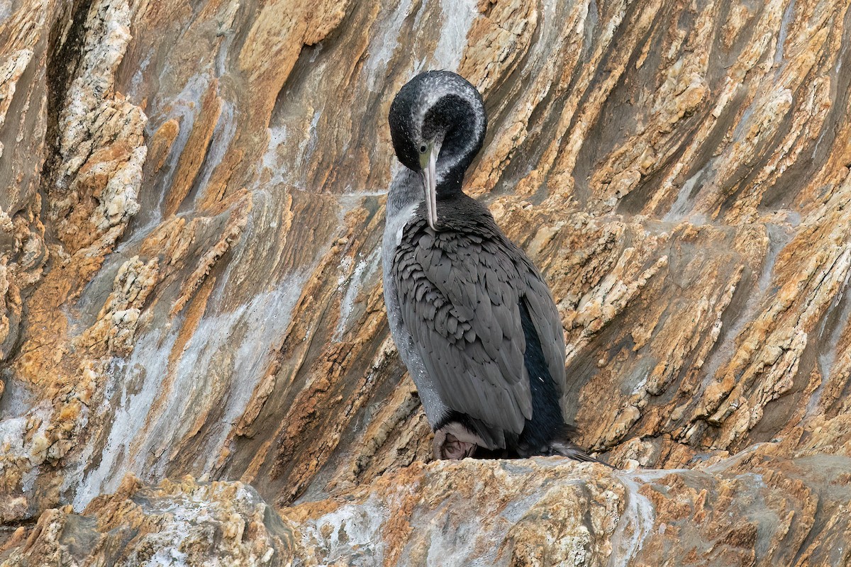 Spotted Shag - ML608839140