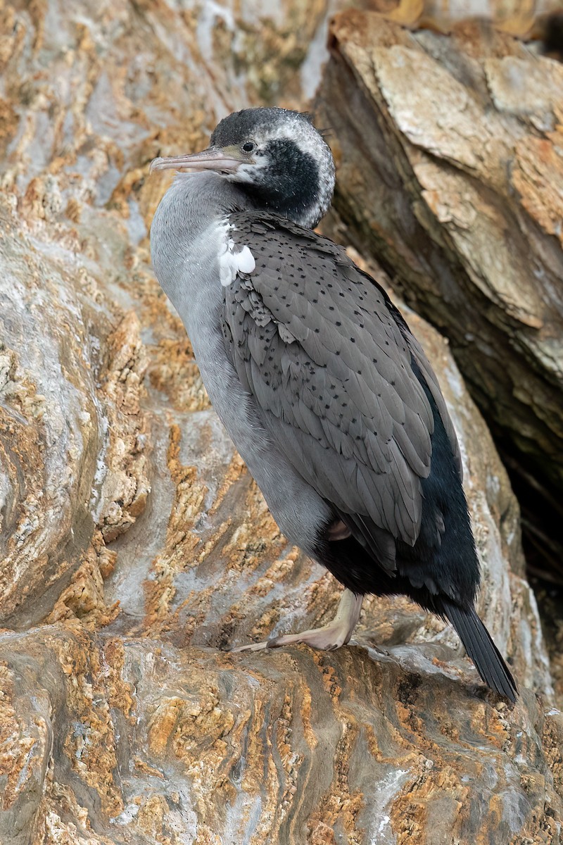 Spotted Shag - ML608839254