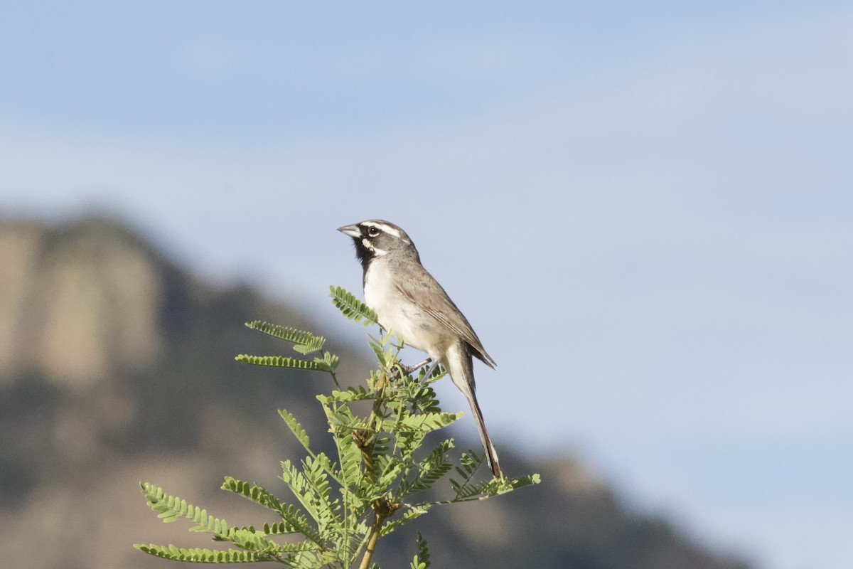 Black-throated Sparrow - ML608839624