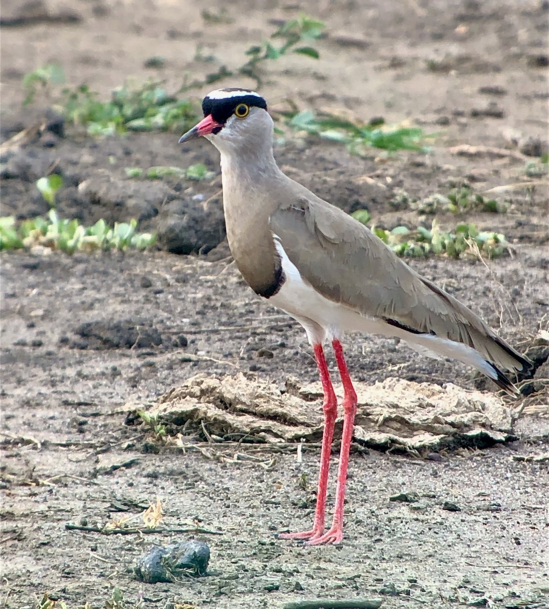 Crowned Lapwing - ML608839641