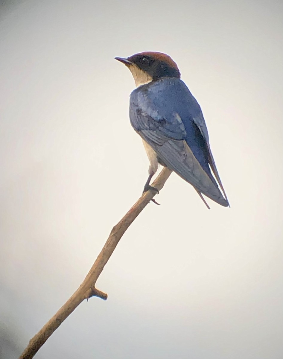 Wire-tailed Swallow - ML608839655