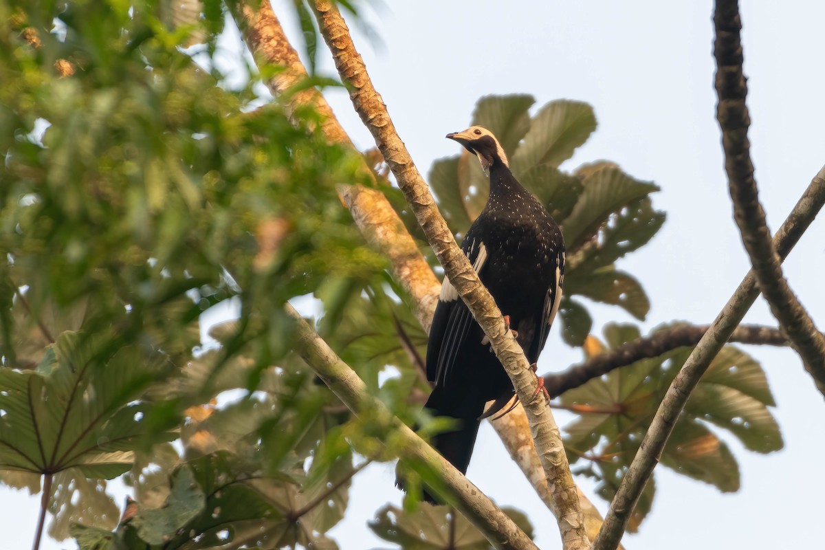 Blue-throated Piping-Guan - ML608839893