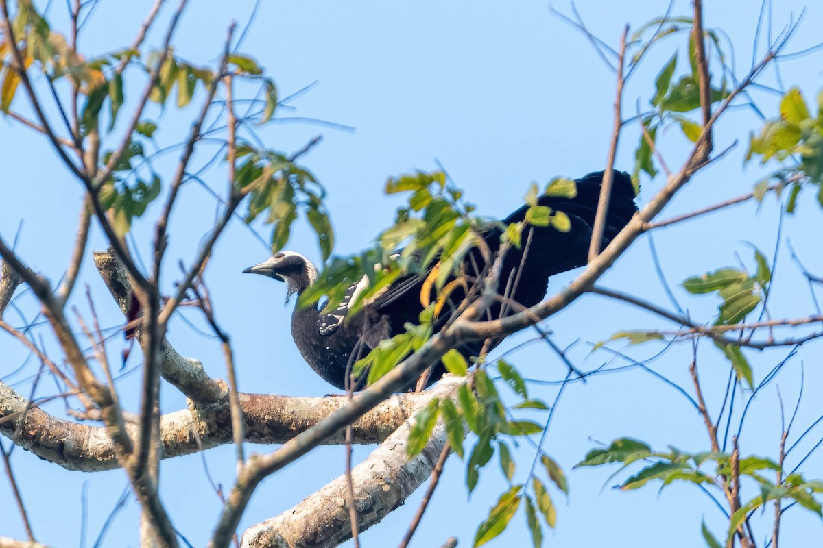 Blue-throated Piping-Guan - ML608839895