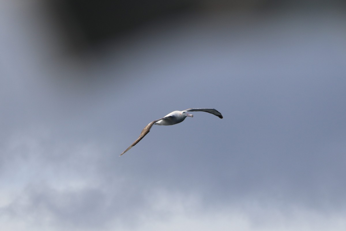 Snowy Albatross - Heath Milne