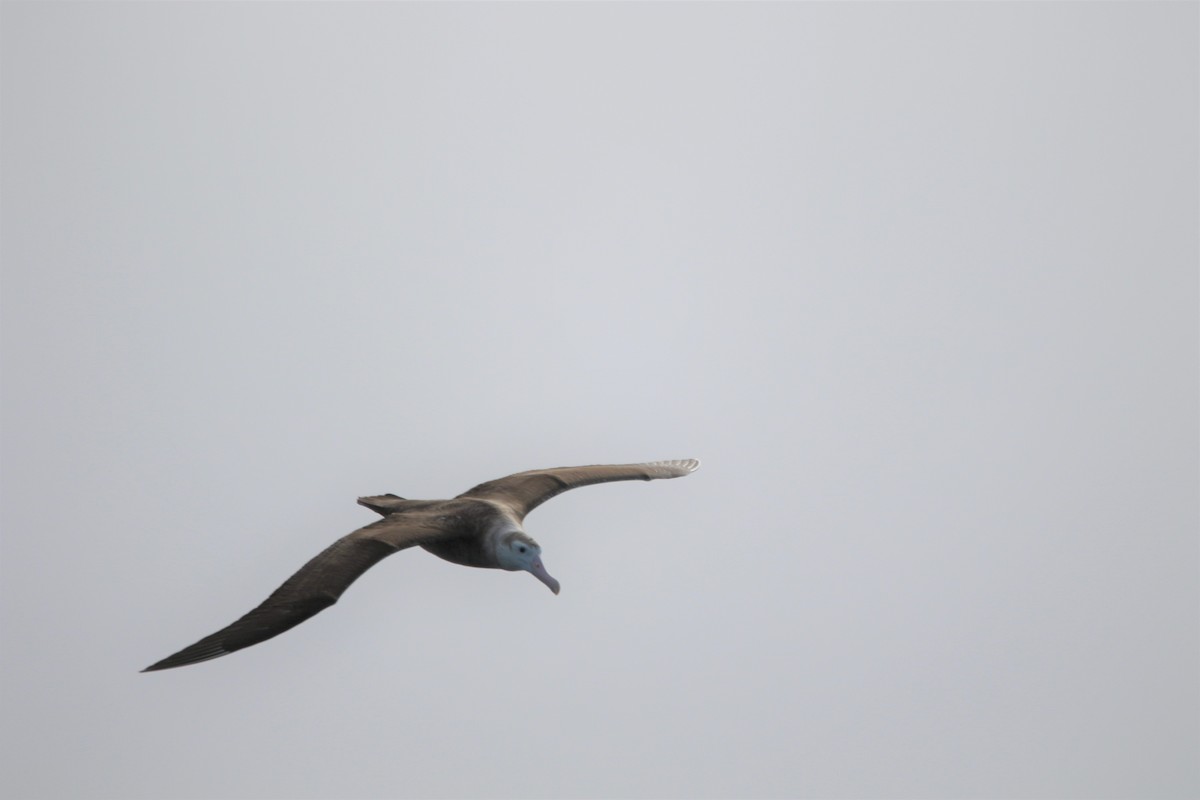 Albatros de las Antípodas (gibsoni) - ML608840395
