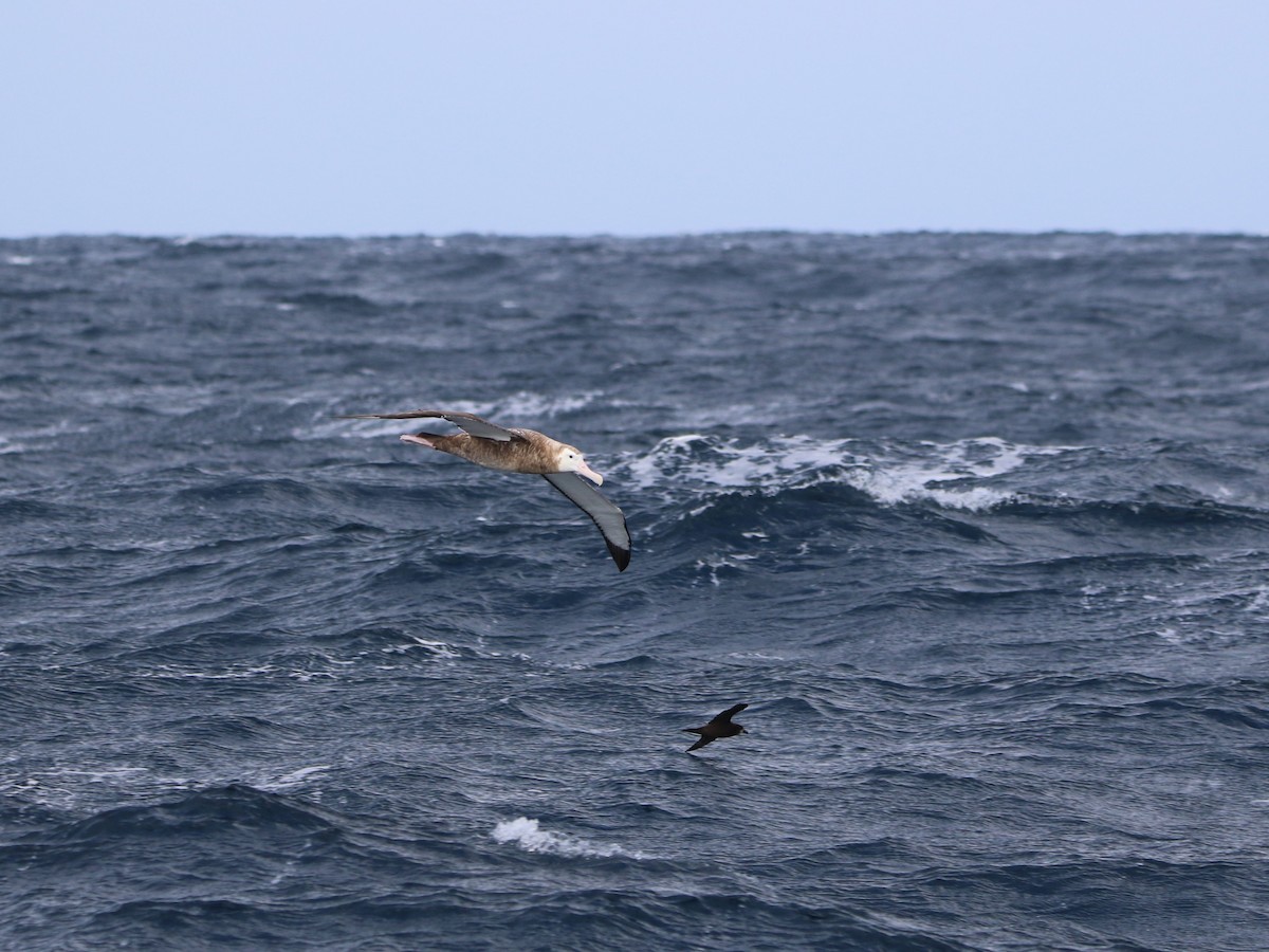 Antipodean Albatross (New Zealand) - ML608840414