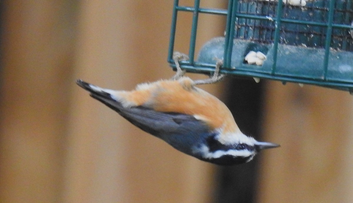 Red-breasted Nuthatch - ML608840627
