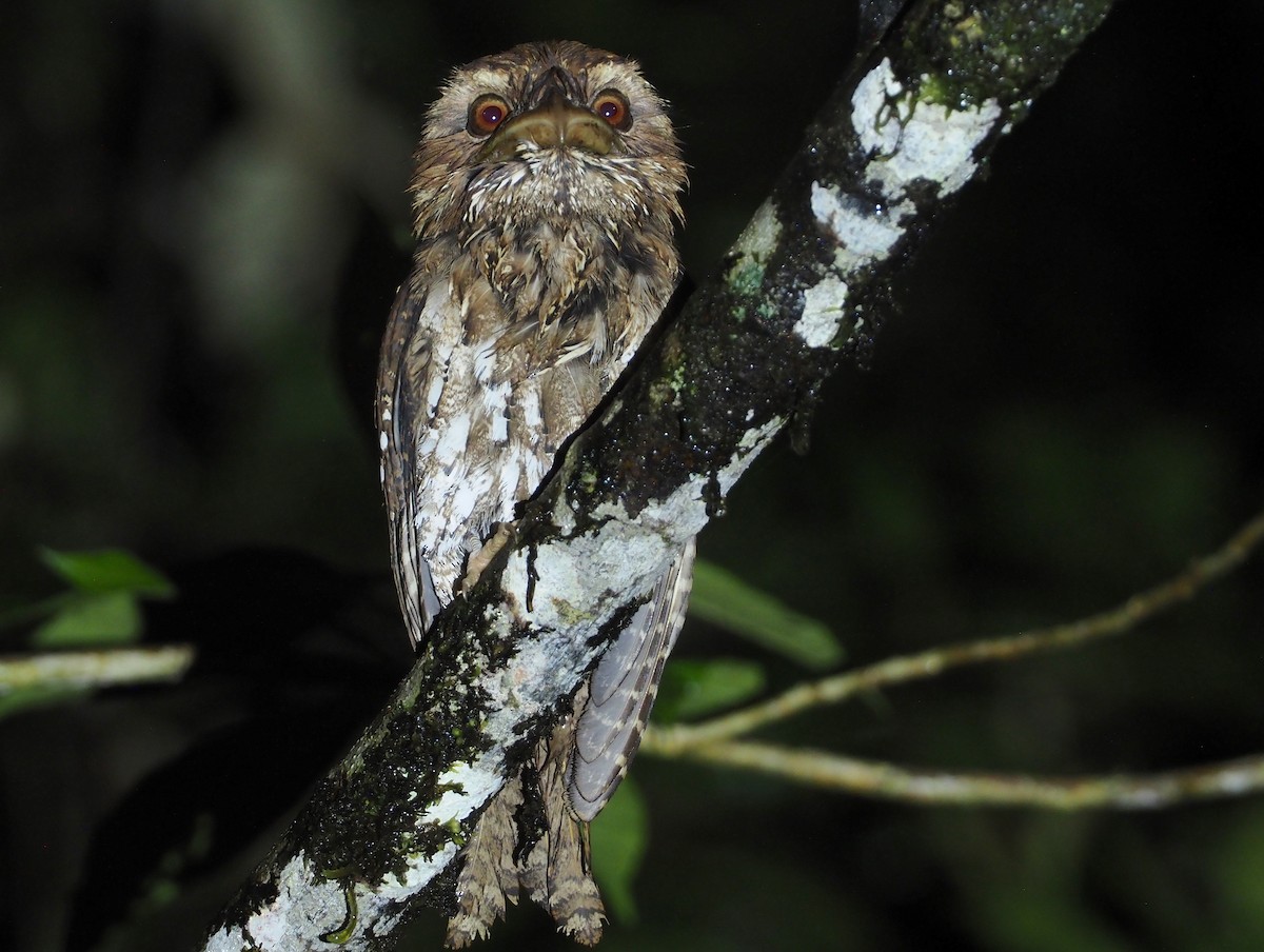 Marbled Frogmouth (Marbled) - ML608841194