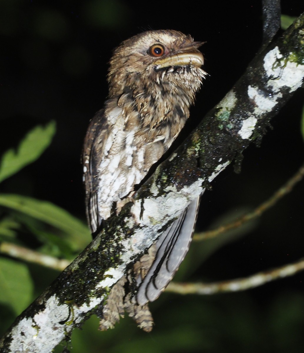 Marbled Frogmouth (Marbled) - ML608841207
