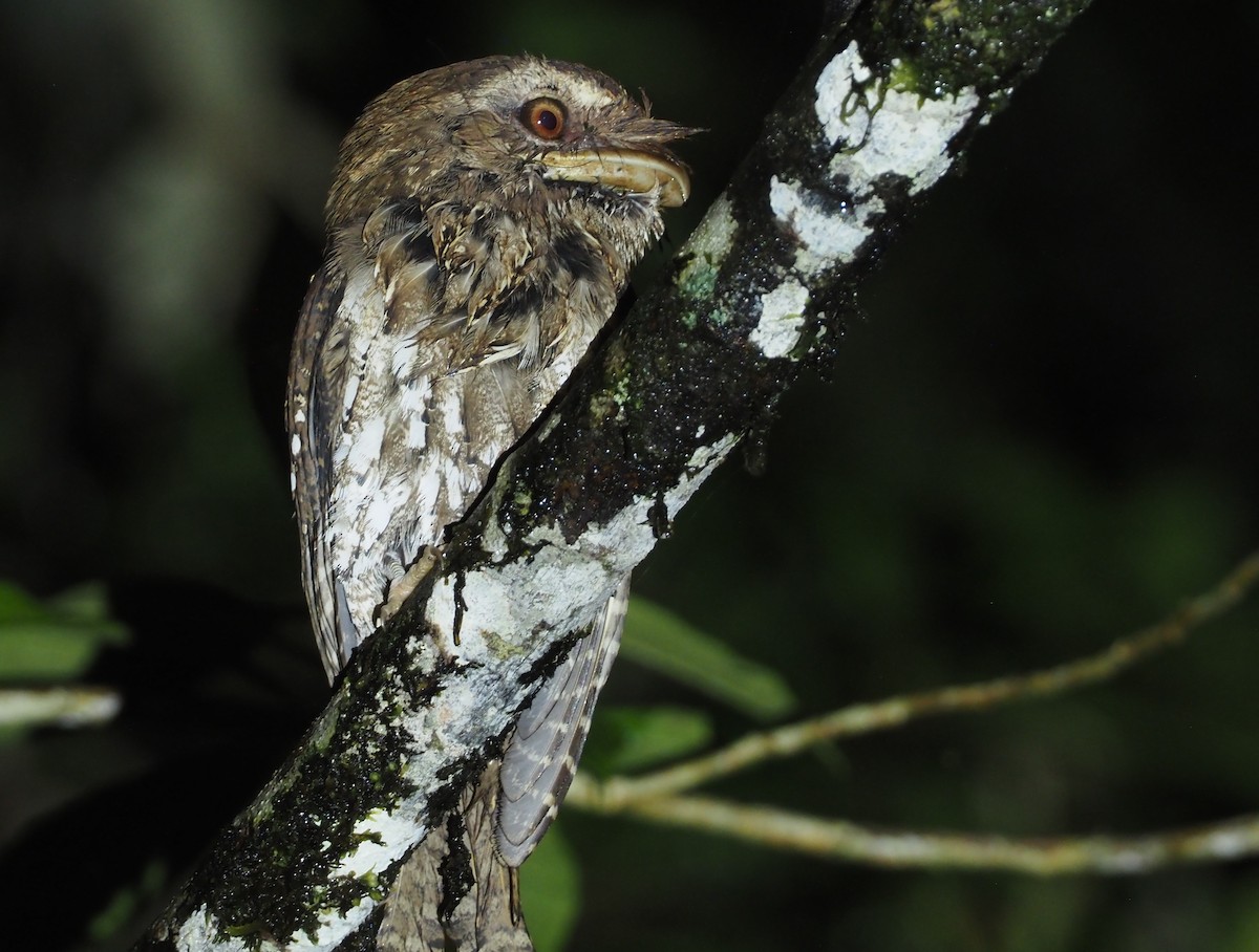 Marbled Frogmouth (Marbled) - ML608841213