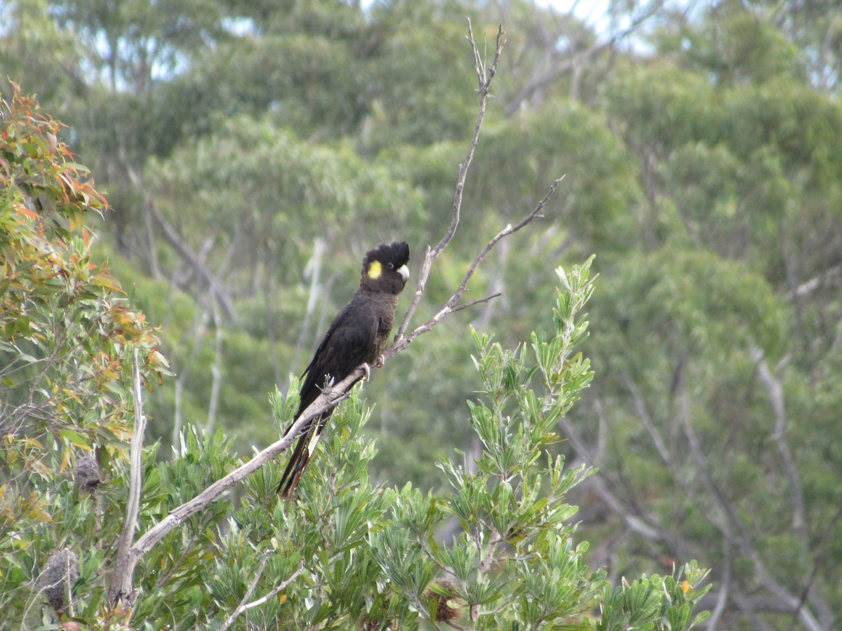 Yellow-tailed Black-Cockatoo - ML608841246