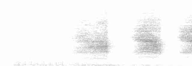 furuskrike (diademata gr.) - ML608841347