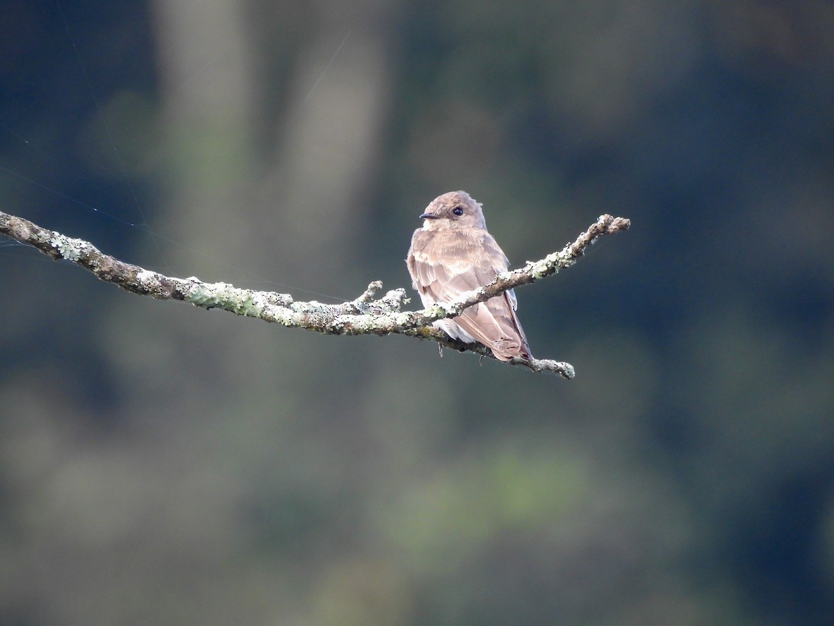 Northern Rough-winged Swallow - ML608841823