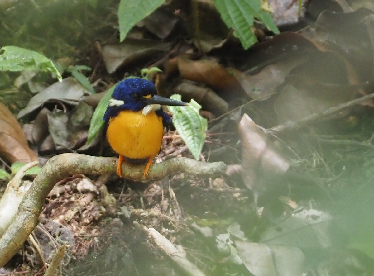 Papuan Dwarf-Kingfisher - ML608842465