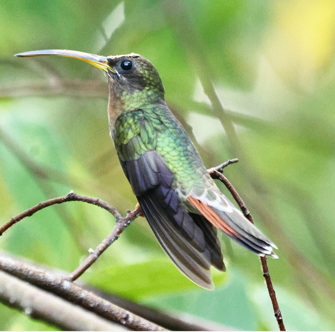 Rufous-breasted Hermit - ML608842679
