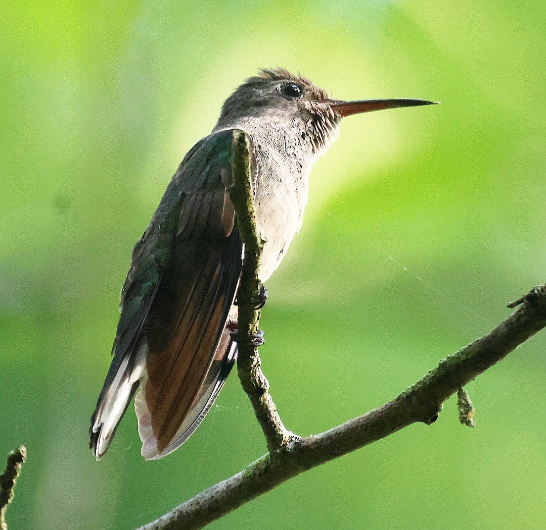Scaly-breasted Hummingbird - ML608842699