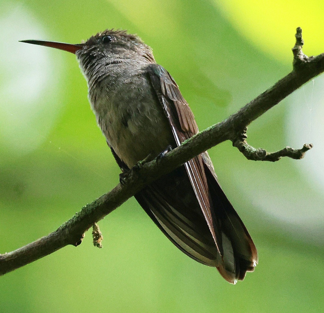 Scaly-breasted Hummingbird - ML608842700