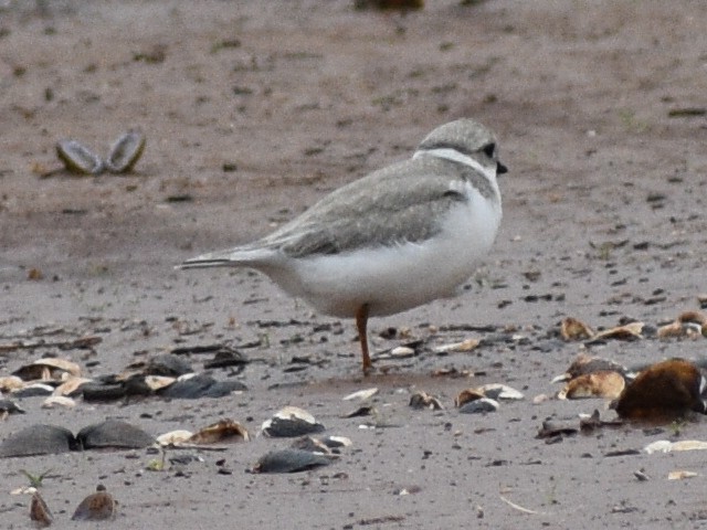 Piping Plover - ML608842934