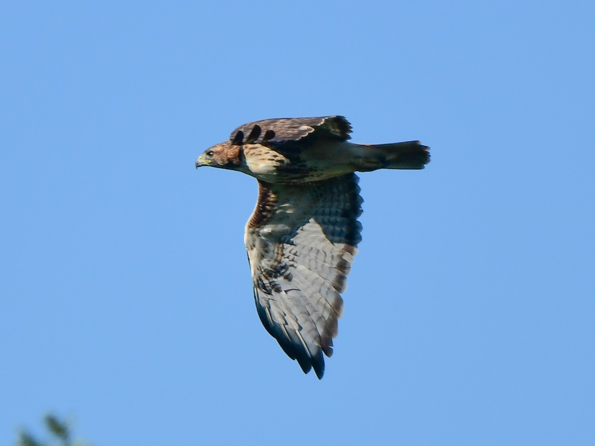 Red-tailed Hawk - ML608843382