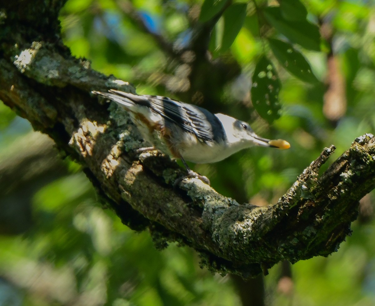 White-breasted Nuthatch - ML608843412