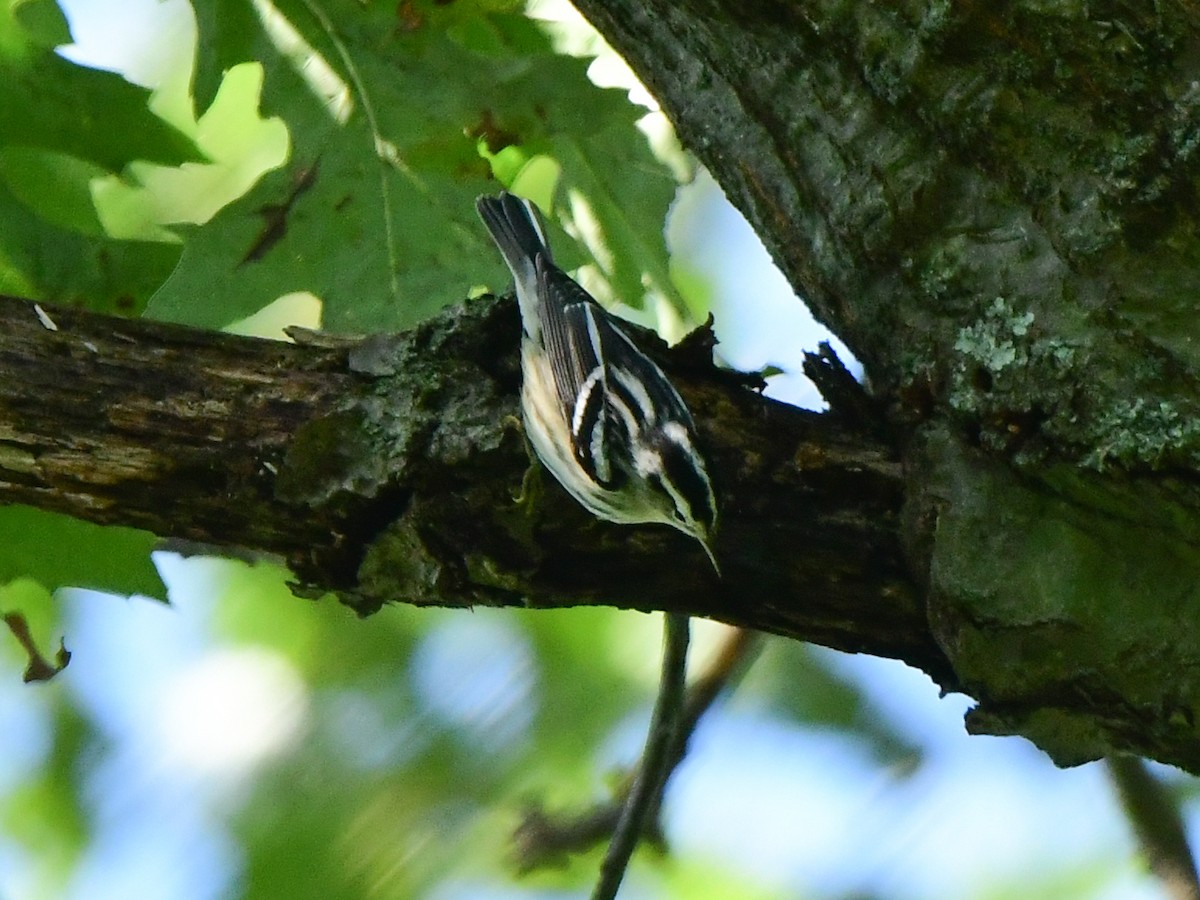 Black-and-white Warbler - ML608843420