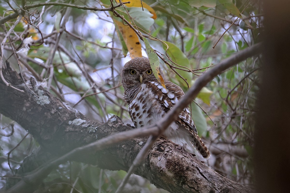 African Barred Owlet (Bar-fronted) - ML608843492