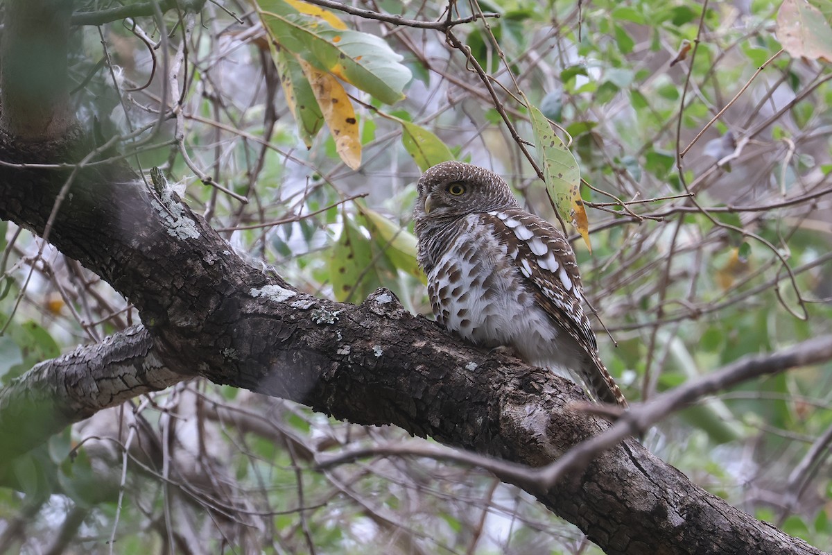 African Barred Owlet (Bar-fronted) - ML608843493