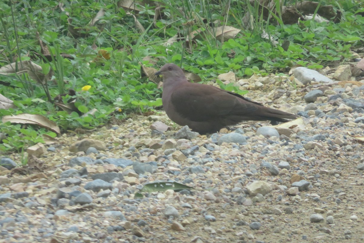 Ruddy Pigeon (Berlepsch's) - ML608843664