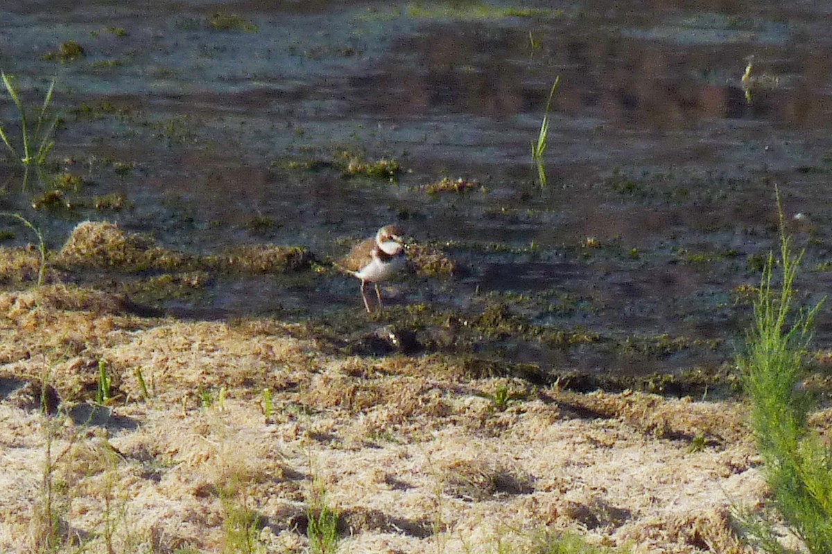 Collared Plover - ML608843683