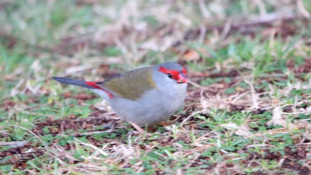 Red-browed Firetail - ML608843791