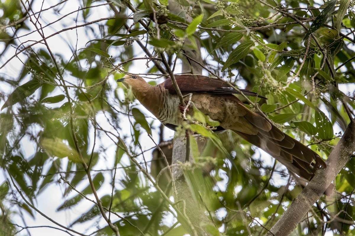 Sultan's Cuckoo-Dove (Sulawesi) - ML608844055