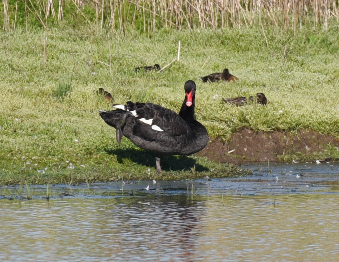 Black Swan - ML608844122