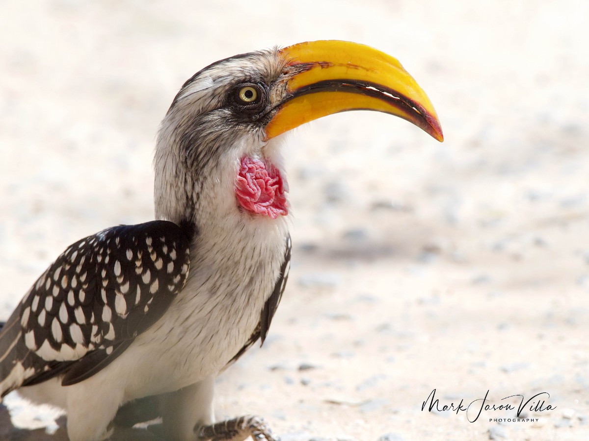 Eastern Yellow-billed Hornbill - Mark Villa