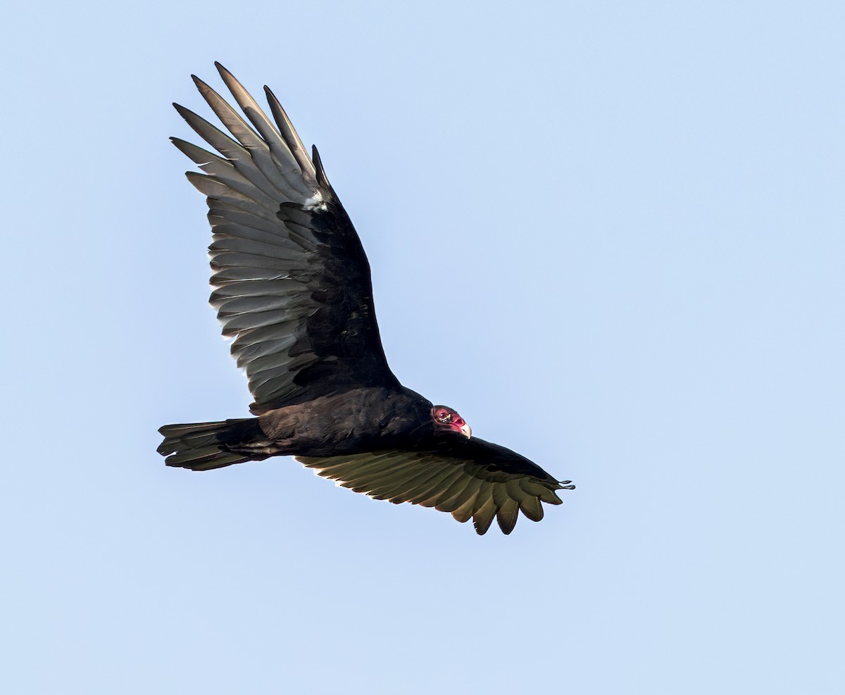 Turkey Vulture - ML608844906