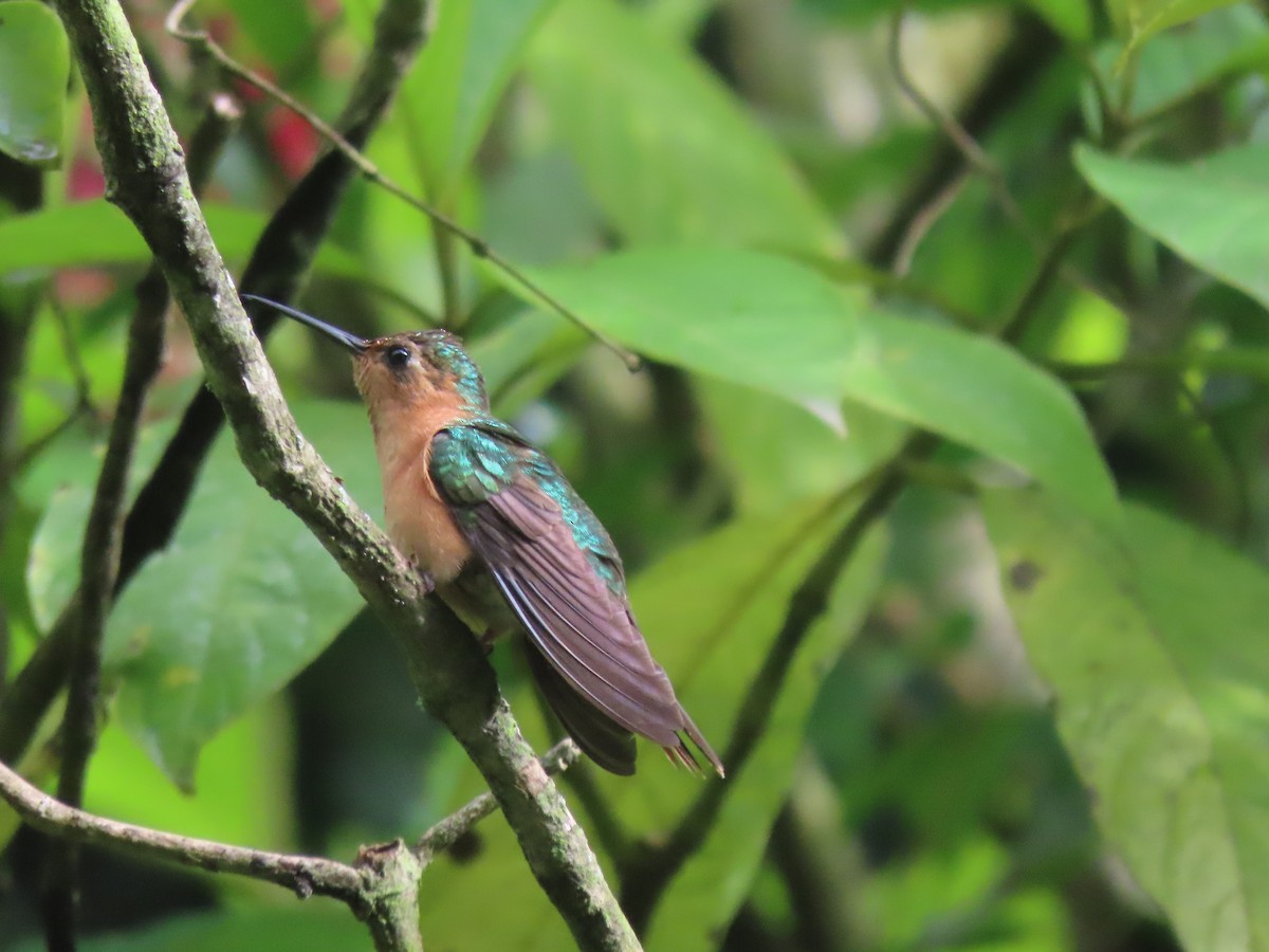 kolibřík pestroocasý - ML608844916