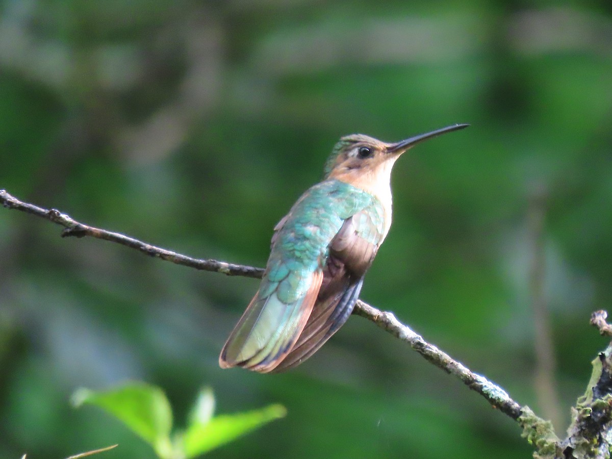 kolibřík pestroocasý - ML608844944