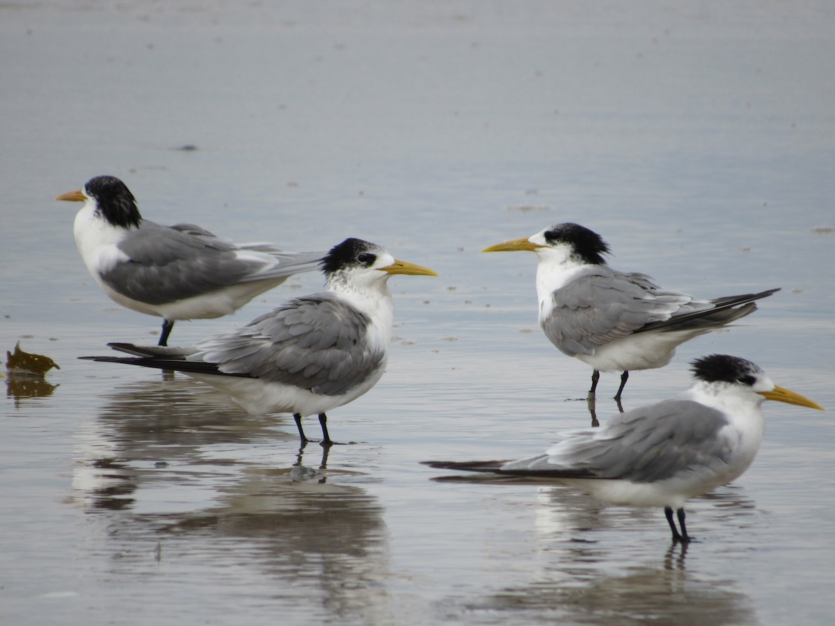 Great Crested Tern - ML608844977