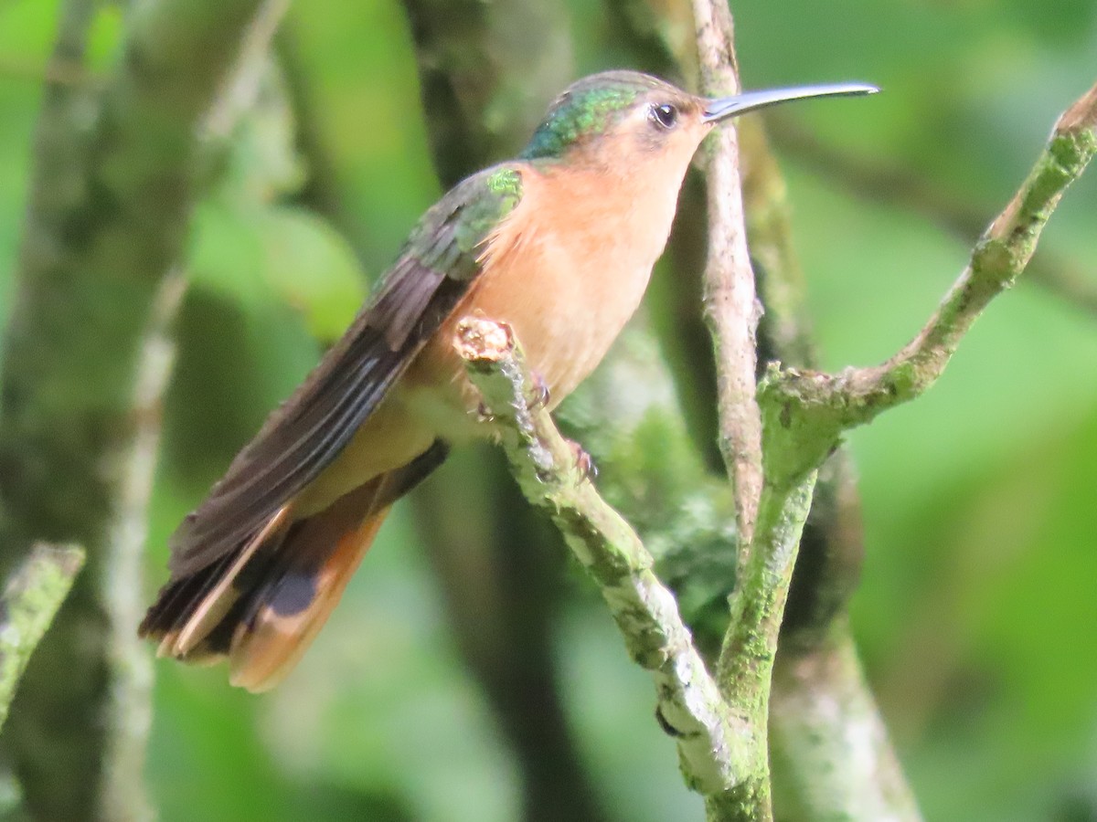 kolibřík pestroocasý - ML608845000