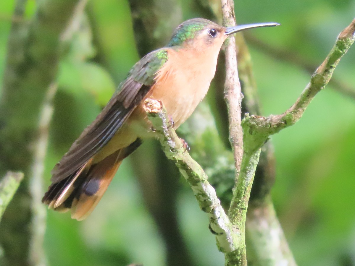 kolibřík pestroocasý - ML608845001