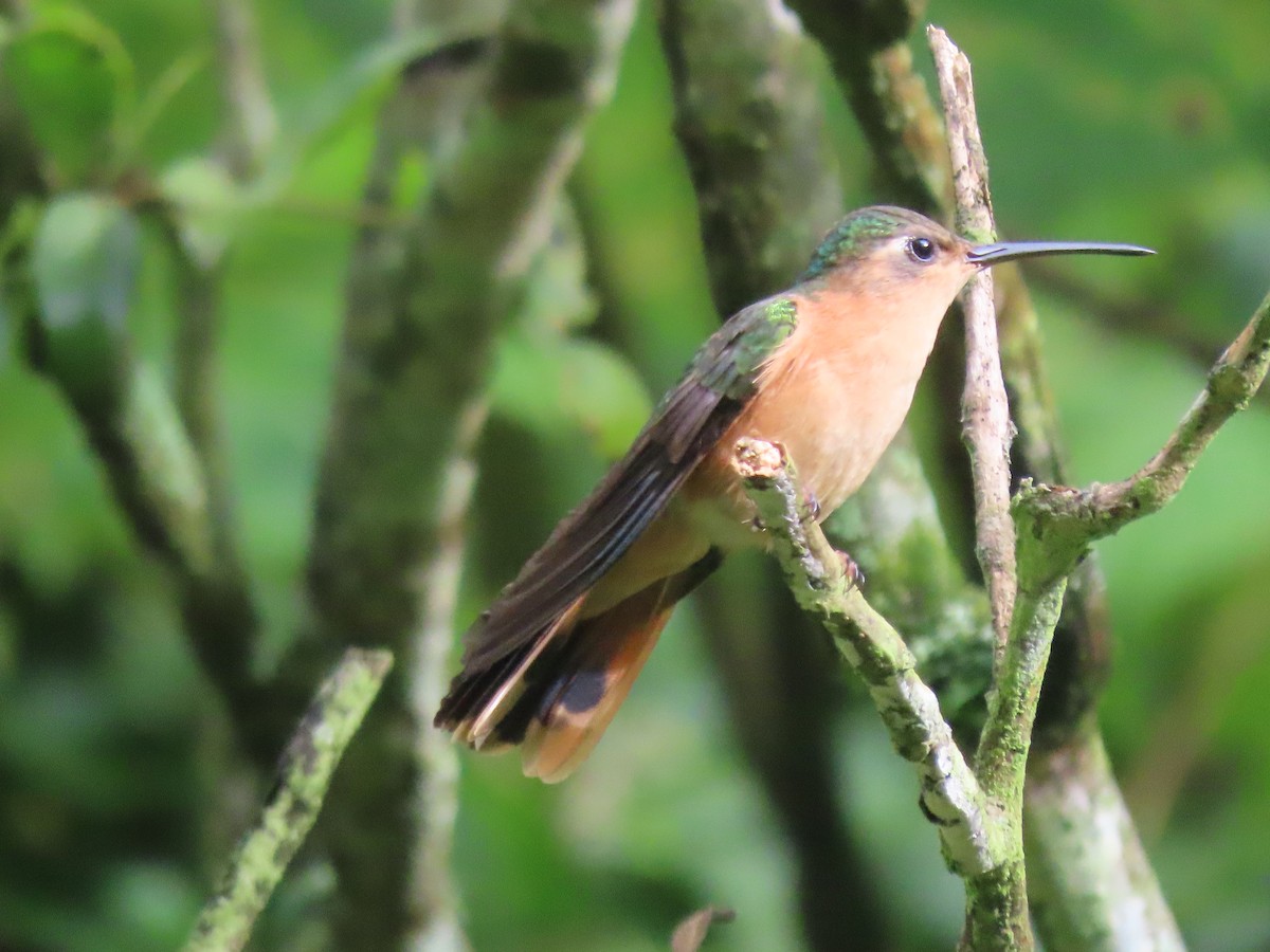 kolibřík pestroocasý - ML608845002