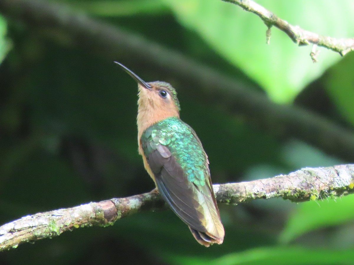kolibřík pestroocasý - ML608845028