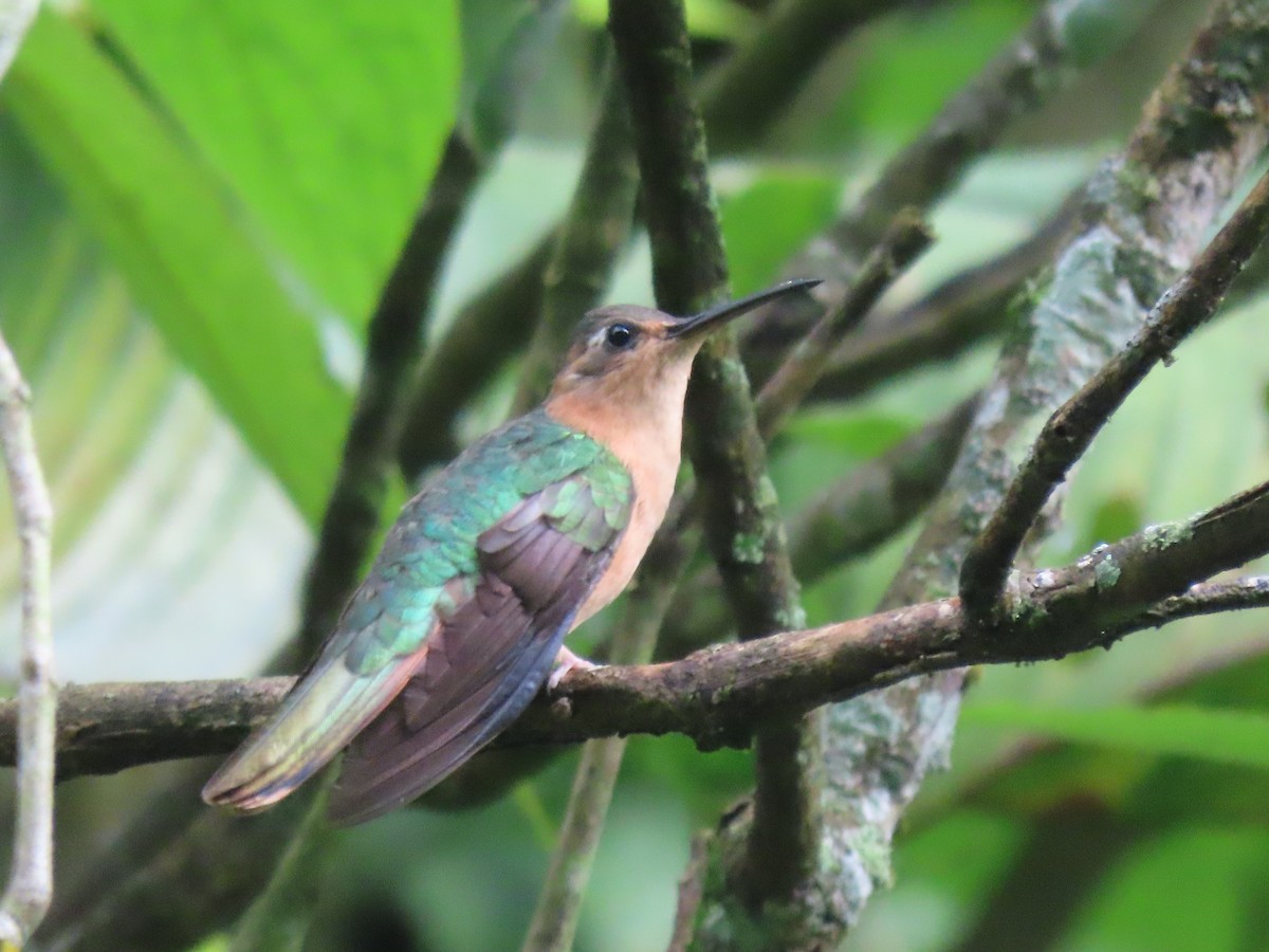 kolibřík pestroocasý - ML608845072