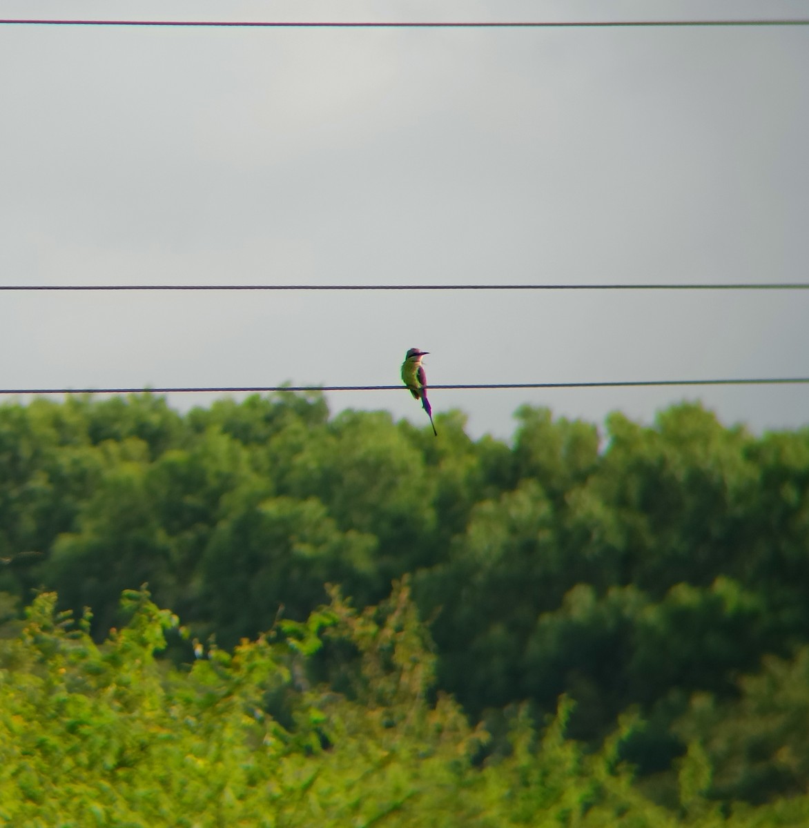 Asian Green Bee-eater - ML608845215