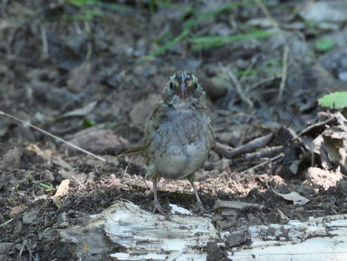 White-throated Sparrow - ML608845236